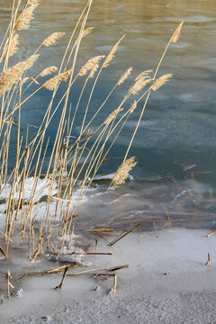 Branches of bushes and reeds were frozen into the ice. Freezing up.