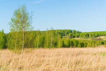 Natural landscape with young birch forest - 414218704