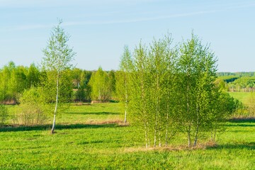 Natural landscape with young birch forest - 414218721