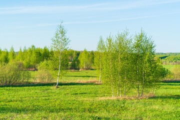 Natural landscape with young birch forest - 414218722