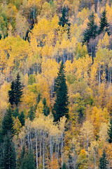 Canada, British Columbia. Autumn aspen and pines, Wells-Gray Provincial Park.