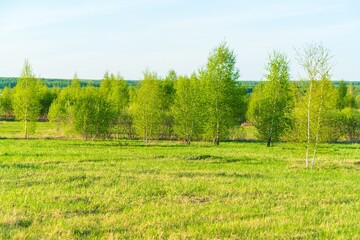 Natural landscape with young birch forest - 414218768