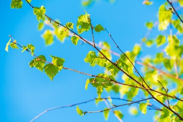 Spring landscape with a birch branch and young green leaves against a sky - 414218785