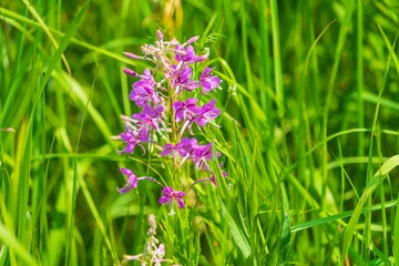 Red flowers of fireweed in the midst of summer meadow grass - 414218900