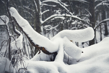 Fallen trees covered in thick snow layer
