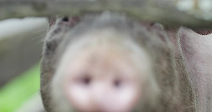 Close up from Pig on animal farm looking at camera with nose
