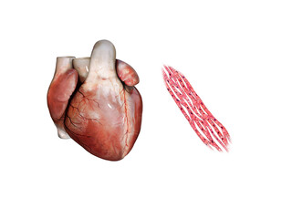 3d illustration Anatomy of Human Heart, cardiac muscle, isolated on white, 3d rendering