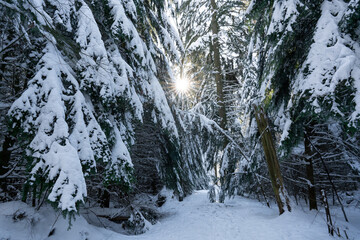 snow covered pine tree