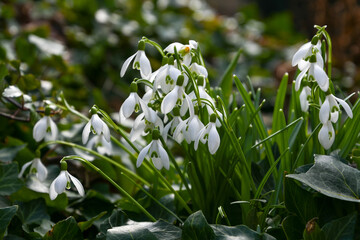 blooming snowdrops in the garden on spring