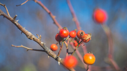 Beautiful wild rose hips in late autumn. Shooting with a Soviet manual lens.