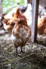 Chickens on the farm. Toned, style, color photo.
