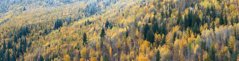 Canada, British Columbia. Mixed tree forest with light dusting of snow, Wells Gray Provincial Park.