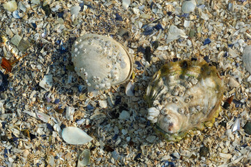 Canada, British Columbia, Cabbage Island. Barnacle covered shells at low tide