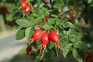 Closeup Bunch of Vibrant Red Rose Hip Fruits Ripening in the Sunlight