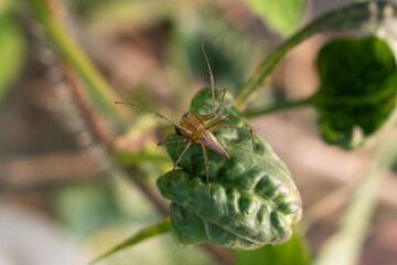Macro spider on the leaf