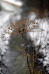 Beautiful winter landscape with river.   Hogweed under snow.