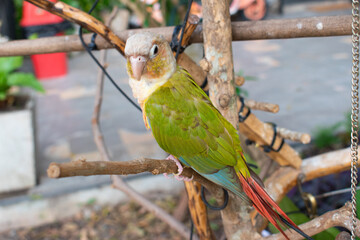 parrot bird sitting on the perch