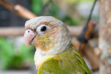 A close-up picture of a parrot in a blurred background