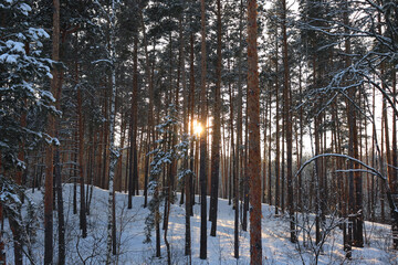 Winter forest landscape. The evening sun peeps through the trees in the pine forest.