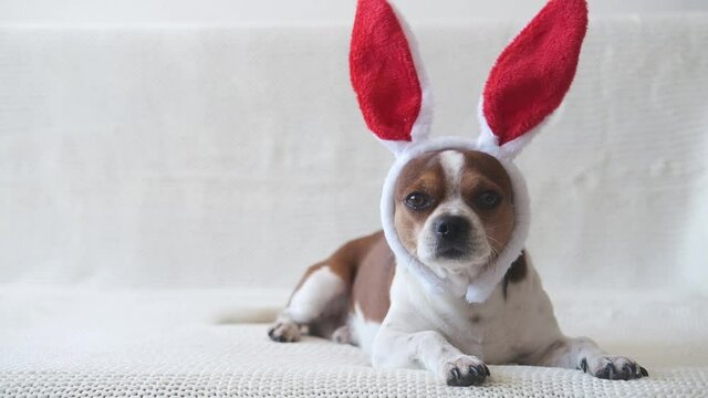 Small chihuahua dog wearing bunny ears. easter