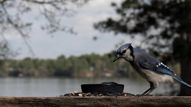 Blue jay hops over obstacle to get to food.