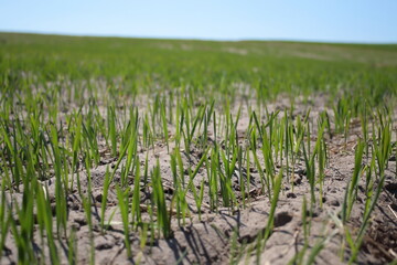 Obraz premium Young cereal crops sprouting from dry soil on an open agricultural field. Early stage of plant growth under challenging environmental conditions