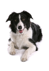 Border Collie 2