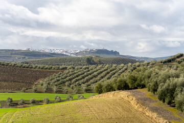 Fototapeta na wymiar Stock photo of rural village with white houses in the middle of olive trees plantation. Aguilar de la Frontera, Spain.