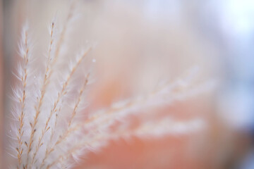 Abstract blurred gentle natural background with spikelets of dry grass, feather grass