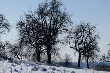 Bäume im Winter