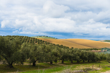 Fototapeta na wymiar Stock photo of beautiful landscape in the countryside surrounded by olives trees.