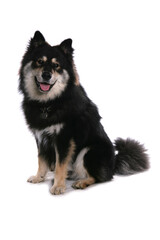 Finnish Lapphund 3