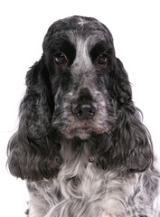 English Cocker Spaniel 4