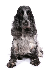 English Cocker Spaniel 3