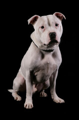 staffordshire bull terrier 9