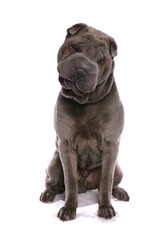 Obraz premium Shar Pei dog