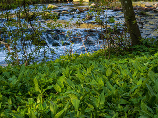 Bachlauf mit Bärlauch im Vordergrund
