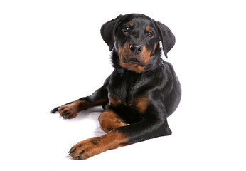 Rottweiler Puppy1
