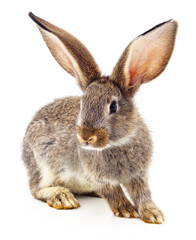 One brown rabbit.
