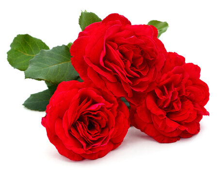 Three beautiful red roses.