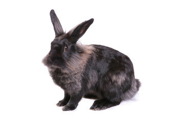 Rabbit 1