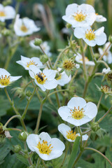 lots of blooming strawberries. white flowers.