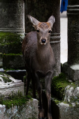 Sika Deer in Nara Park. They were once considered divine and sacred, and are now designated as national treasures and are a protected species. 