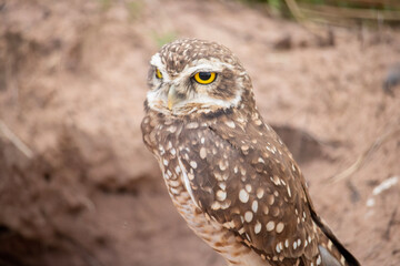 great horned owl