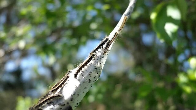 Caterpillars squirm and move around in their nest in the woods.