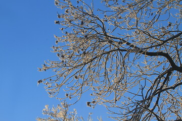 trees in the park with blue sky in the distance stock photo