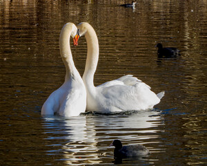 Swan pair in love on lake in february, reflections on water