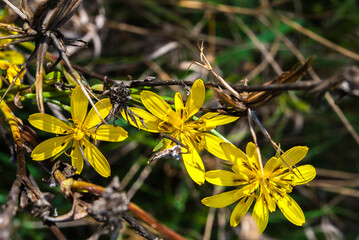 Beautiful wildflowers on a green meadow. Warm summer evening. Beautiful rural landscape with sunrise. Wild flowers blooming in the sunset Summer scene view