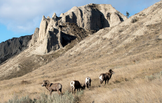 Rocky Mountain bighorn sheep grazing in grasslands. Mature rams.