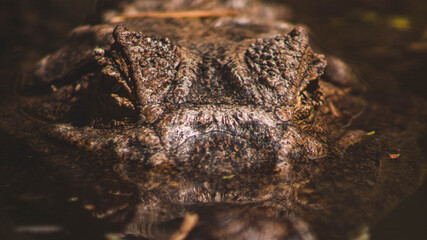 Costa Rican Crocodile